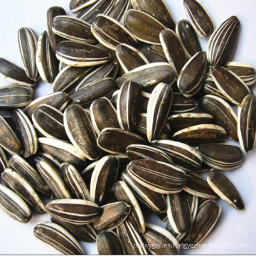 Precio de mercado de semillas de girasol Dishengcai